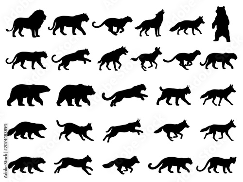 Photography Wild Animal Silhouettes Collection: Predator Poses