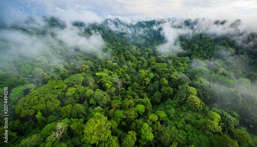 rainforest or jungle aerial view top view of a green forest with mist for earth day concept
