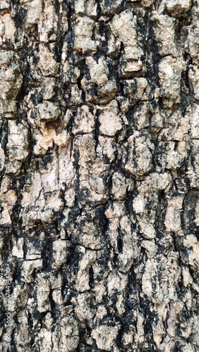 ​The rough, deeply cracked surface of the tree bark