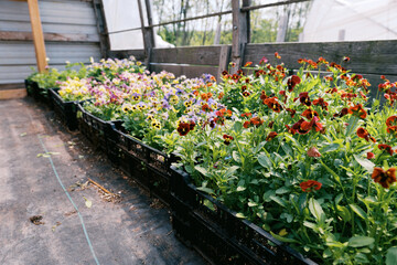 Lush crates filled with pansy flowers in greenhouse in spring