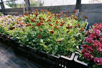 Lush crates filled with pansy flowers in greenhouse in spring