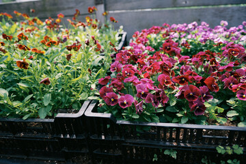 Lush crates filled with pansy flowers in greenhouse in spring