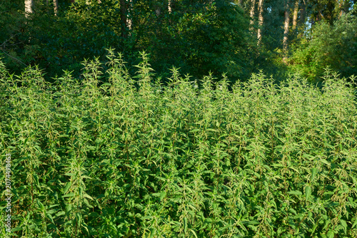 Bild auf Leinwand Dense patch of wild stinging nettle plants growing at the edge of a forest