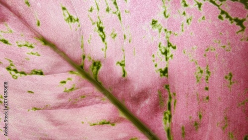 Close-up macro texture of a vibrant pink and green leaf