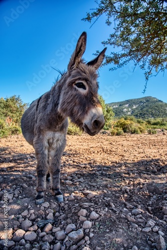 A donkey on dry ground in a sunny pasture on the Golgo Plateau, Sardinia, Italy.
