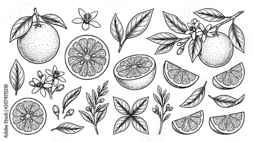 Fotografía Hand drawn orange citrus fruit vintage engraving illustration set featuring whol