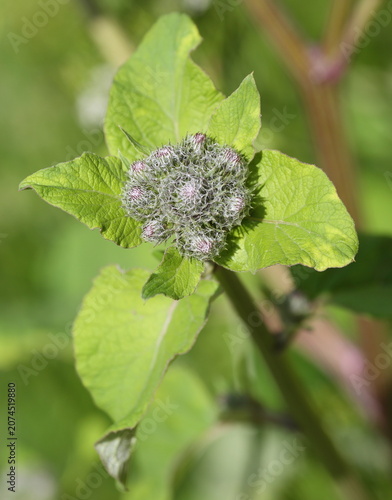 Photos A thistle inflorescence with green leaves