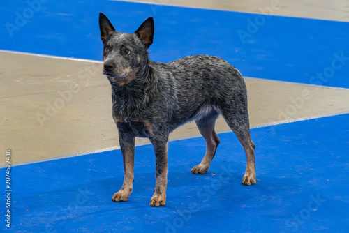 Φωτογραφία Medium-sized Australian Cattle Dog on dog show, dark blueblack coat with gray, w