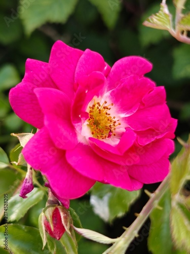 pink rose flower