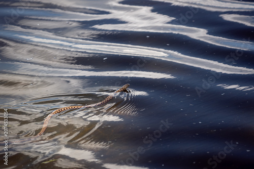 Wild dice snake swimming on the surface of dark water with bright wave reflections
