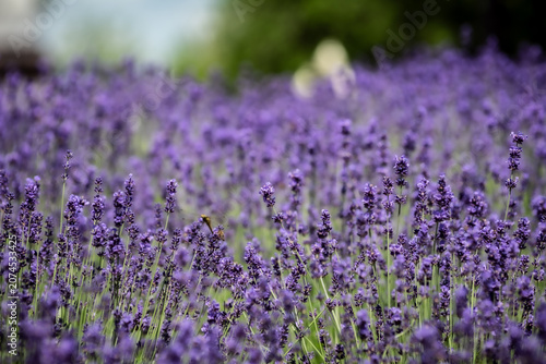 Vibrant purple lavender field in bloom with a small bee and soft green background