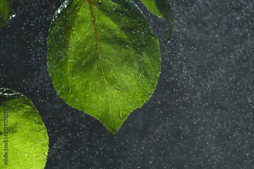 Fresh green leaves with water drops in fine mist against dark background