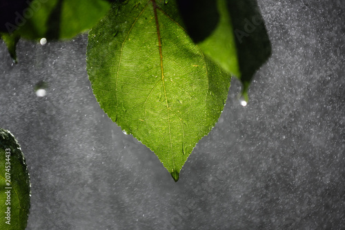 Fresh green leaves with water drops in fine mist against dark background