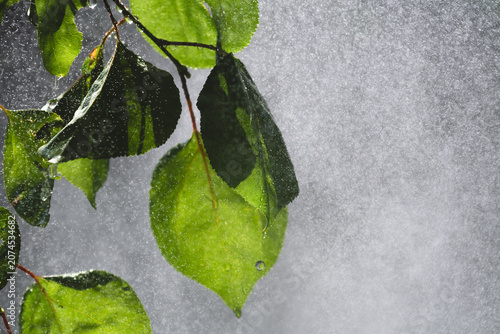 Lush green leaves with water drops emerging from dense white mist cascade