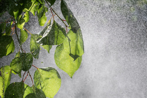 Lush green leaves with water drops emerging from dense white mist cascade