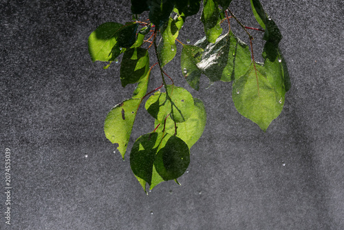 Lush green leaves with water drops emerging from dense white mist cascade