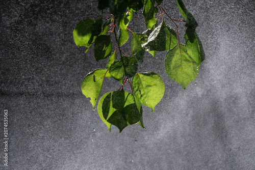 Lush green leaves with water drops emerging from dense white mist cascade