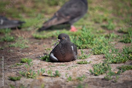 Close-up portrait of a wild pigeon resting on the ground in a city park