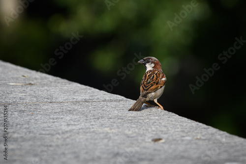 Close-up of a house sparrow perched on a stone wall
