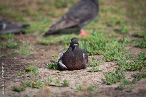Close-up portrait of a wild pigeon resting on the ground in a city park