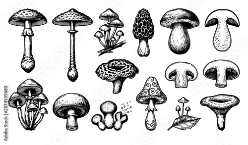 Obraz na plátně mushroom, fungi, botanical, sketch, vintage, engraved, linework, outline, doodle