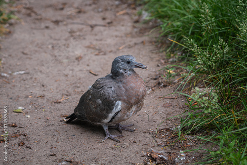 Close up profile portrait of a young fledgling pigeon against a soft blurred background