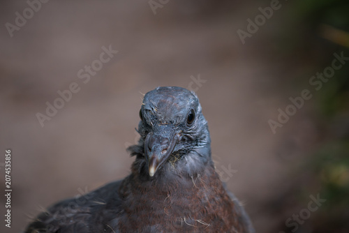 Close up profile portrait of a young fledgling pigeon against a soft blurred background