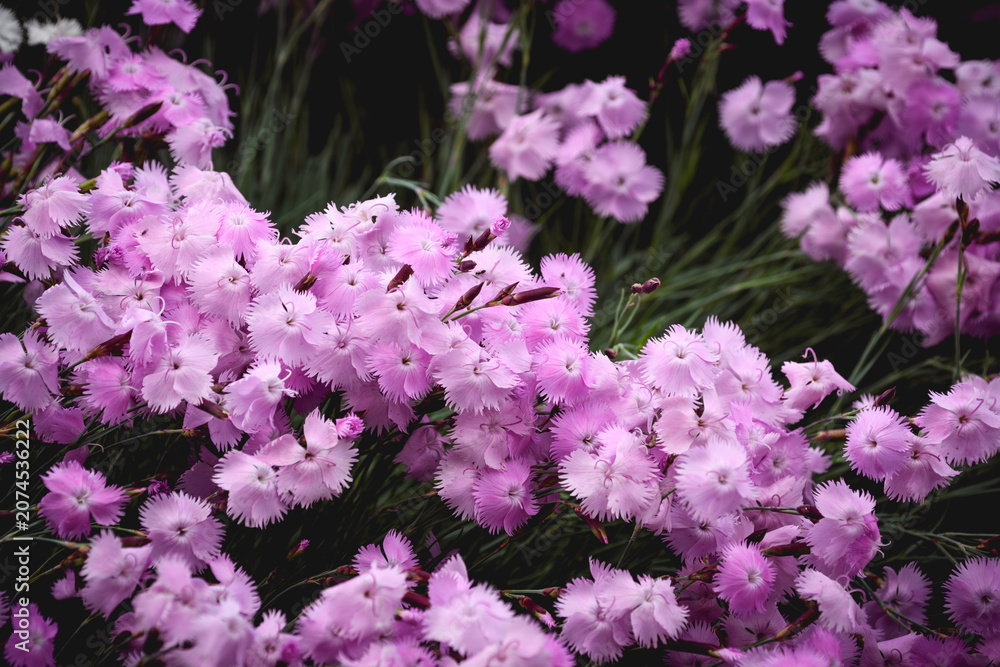 Obraz premium Vibrant pink Dianthus flowers blooming in summer garden, close up floral background
