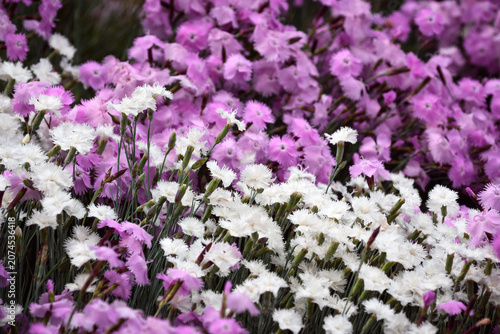 Mixed pink and white Dianthus flowers blooming in a dense floral background, summer garden macro