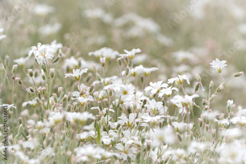 Soft focus macro of delicate white spring flowers in a blooming meadow with beautiful bokeh