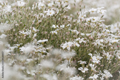 Soft focus macro of delicate white spring flowers in a blooming meadow with beautiful bokeh