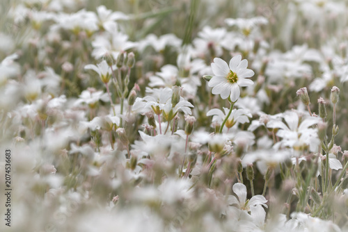 Soft focus macro of delicate white spring flowers in a blooming meadow with beautiful bokeh