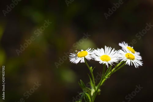 Close-up of a small metallic beetle on white daisy fleabane flowers against a dark background