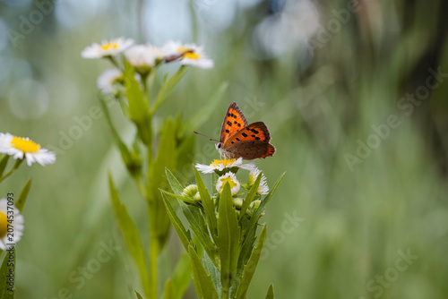 Schilderij op canvas Small copper butterfly resting on a blooming white daisy fleabane flower