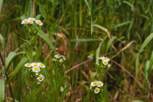 Schilderij op canvas Small copper butterfly resting on a blooming white daisy fleabane flower