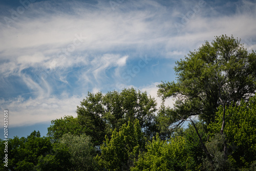 Fotografie Green forest tree canopy against a vibrant blue sky with wispy cirrus clouds