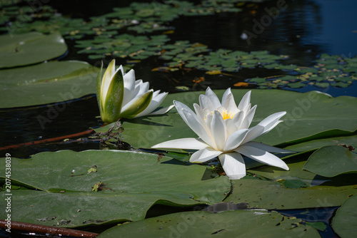 Pristine white water lily blooming among green pads in a dark tranquil pond