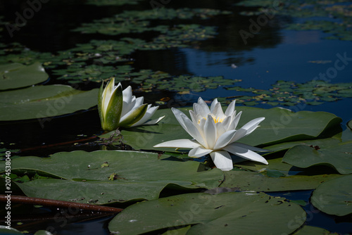 Pristine white water lily blooming among green pads in a dark tranquil pond