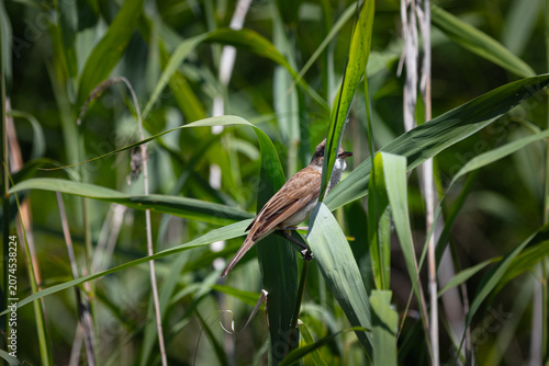 Great Reed Warbler in reeds