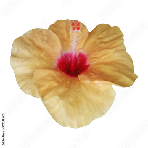 Hibiscus Flower Close-Up With Water Droplets on Black Background