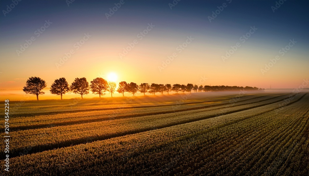 Fototapeta premium Sunrise Over A Field With A Line Of Trees