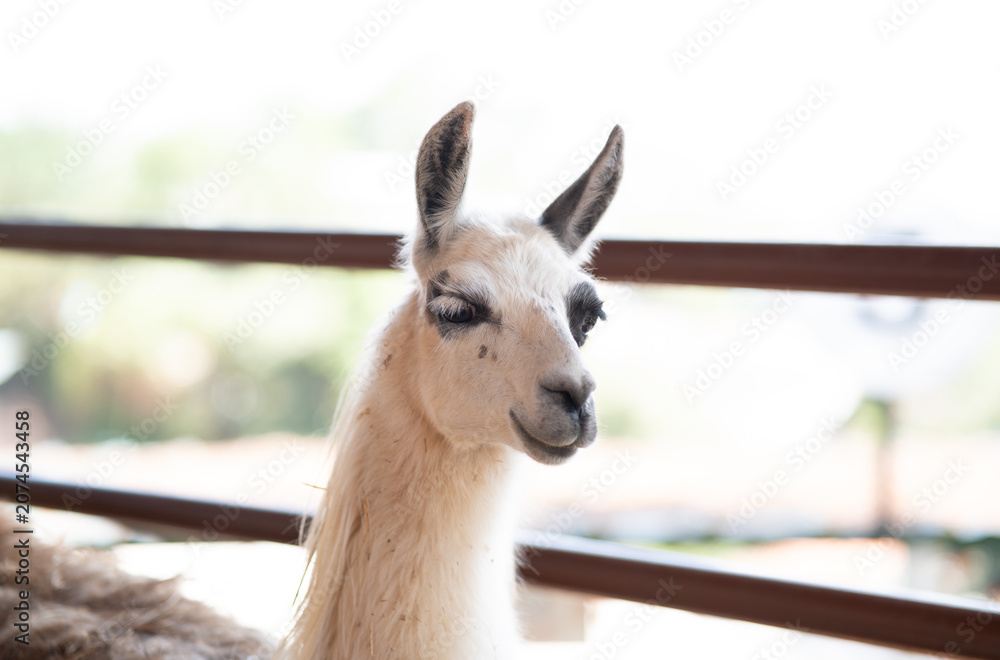 Obraz premium alpaca looking at the camera inside a pen