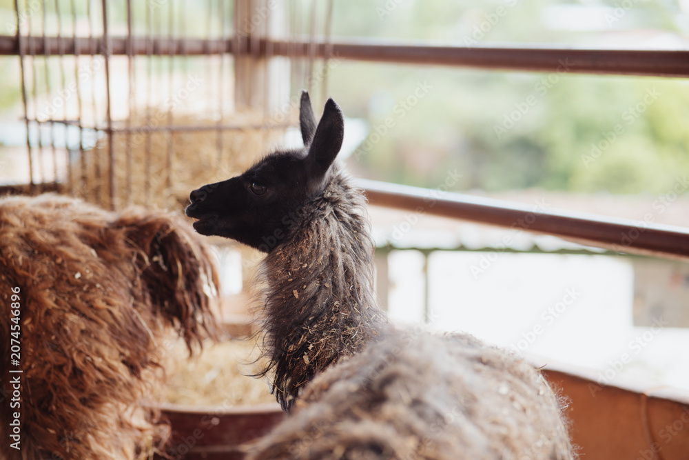 Obraz premium alpaca looking at the camera inside a pen