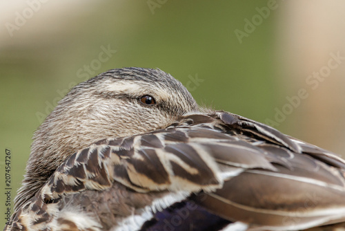 Foto Mallard duck resting, close-up on eye and feathers