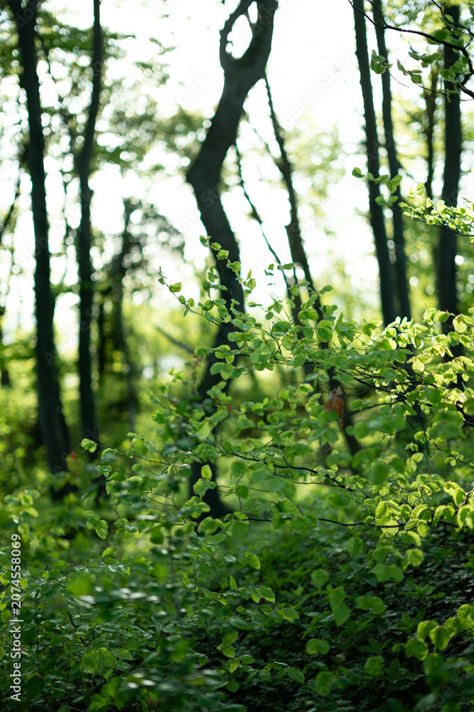 Fototapeta premium forest in the morning, focus on foreground