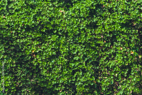 Dense green ivy foliage covering a natural outdoor hedge wall