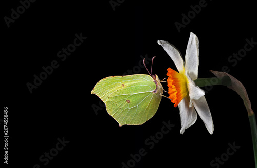 Bright yellow butterfly on a daffodil flower isolated on black. Brimstone but...