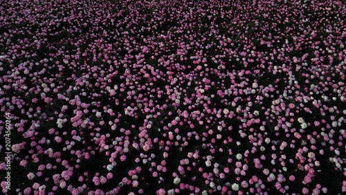 Peony fields taken from a drone 