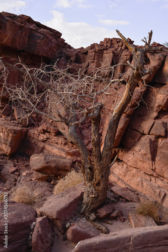 Leafless desert tree growing among red sandstone rocks in the arid landscape near Eilat, southern Israel. Natural desert scenery of the Negev region.