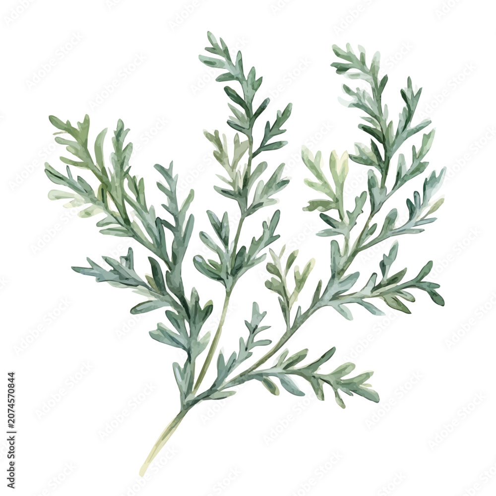 Fototapeta premium Artemisia Branch, vibrant watercolor vector illustration with flowing and detailed brush strokes, isolated on a white background.